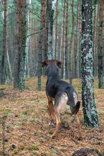Obraz na płótnie Pies w lesie w salonie