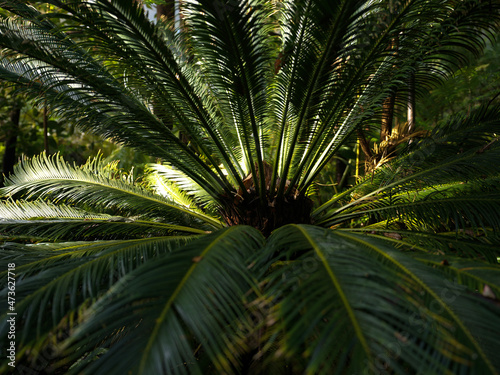 palm tree leaves