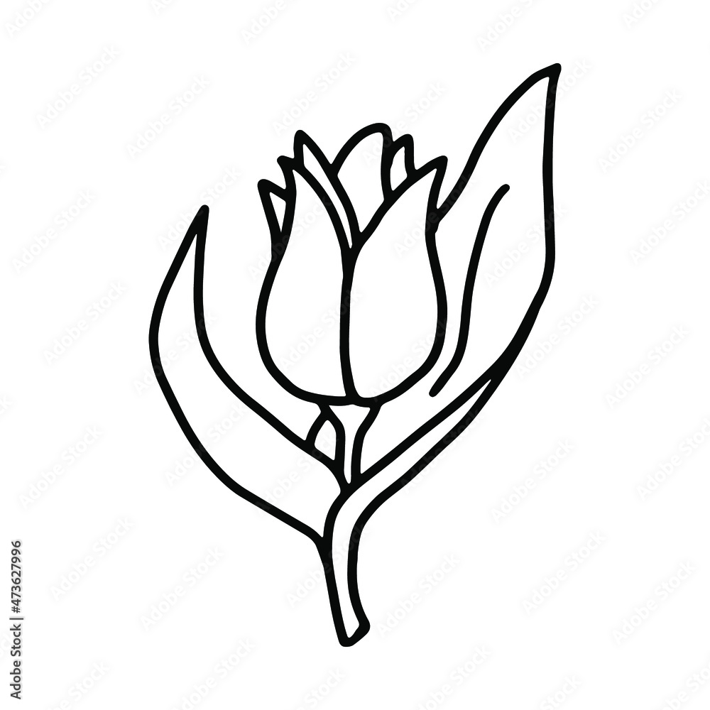Tulip in doodle style. Isolated vector. Tulip in doodle style. Isolated vector.