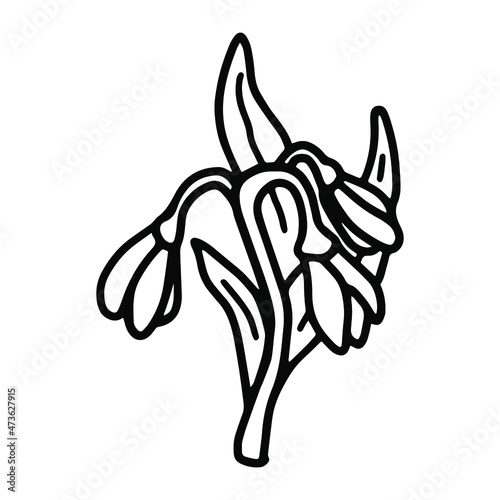 Snowdrop flower in doodle style. Coloring pages. Isolated vector.