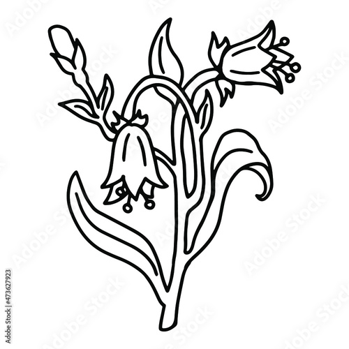 Bluebell flower in doodle style. Coloring pages. Isolated vector.