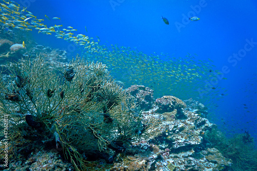 Fototapeta Naklejka Na Ścianę i Meble -  Schooling fish at the coral reef