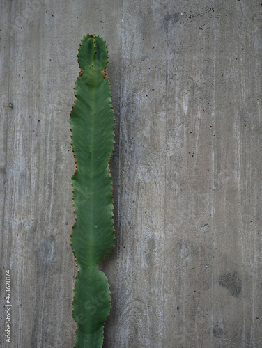 green caterpillar on a wooden background © Tomas