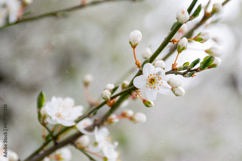 blossom season background. white flowers on the branch in spring. beautiful tree in the garden. beauty in nature concept blossom season background. white flowers on the branch in spring. beautiful tree in the garden. beauty in nature concept