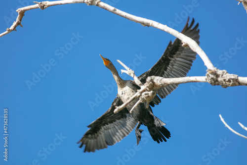 A Black California Merganser Seabird Perched on a Branch and Drying itself while also Thermoregulating with Wings Spread Wide