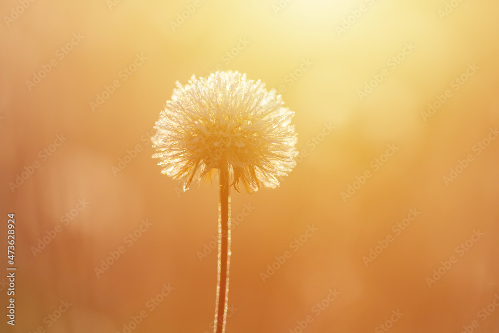 Fototapeta premium Winter meadow at sunrise, flowers and grass lit by morning sun