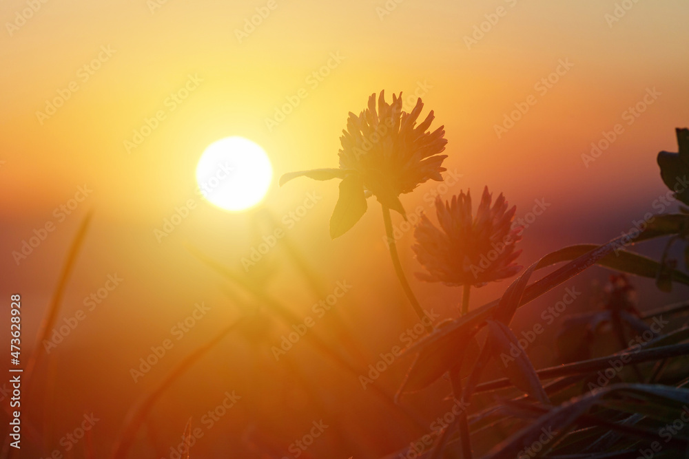 Winter meadow at sunrise, flowers and grass lit by morning sun