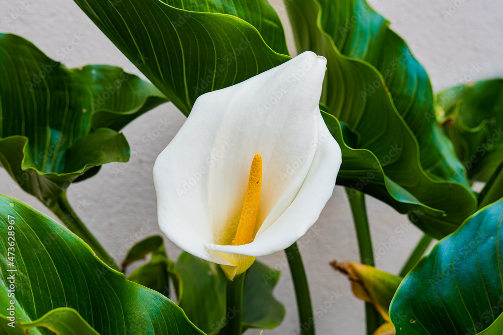 Obraz premium December flower