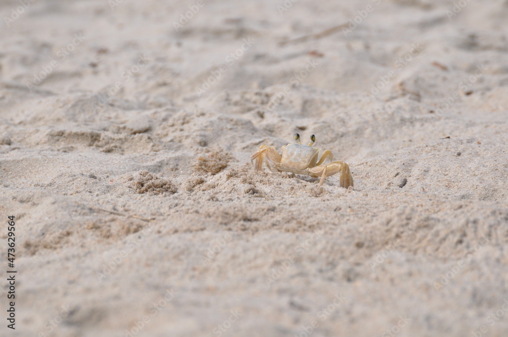 crab on the beach