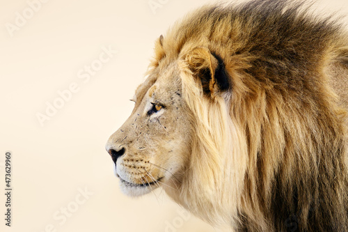 Male lion close-up from the Kgalagadi desert facial portrait in fine art. Panthera leo
