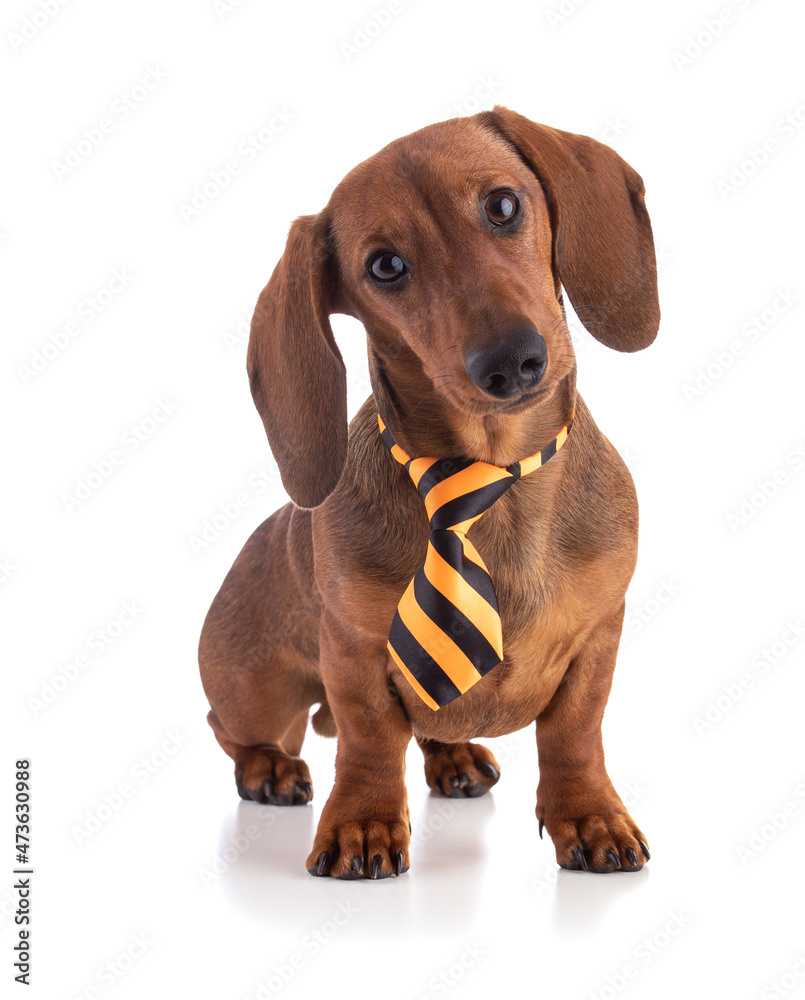 Dachshund, sausage dog with a yellow tie