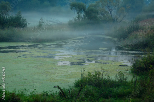 Foggy Swamp