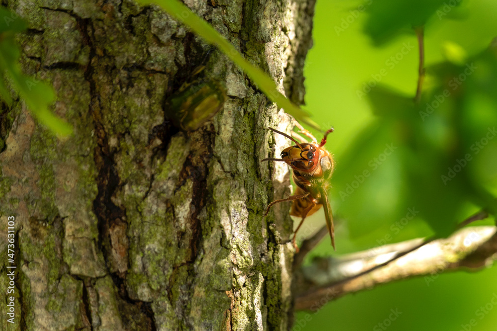 European hornet on the bark. Hornet searching food. European nature. European hornet on the bark. Hornet searching food. European nature.