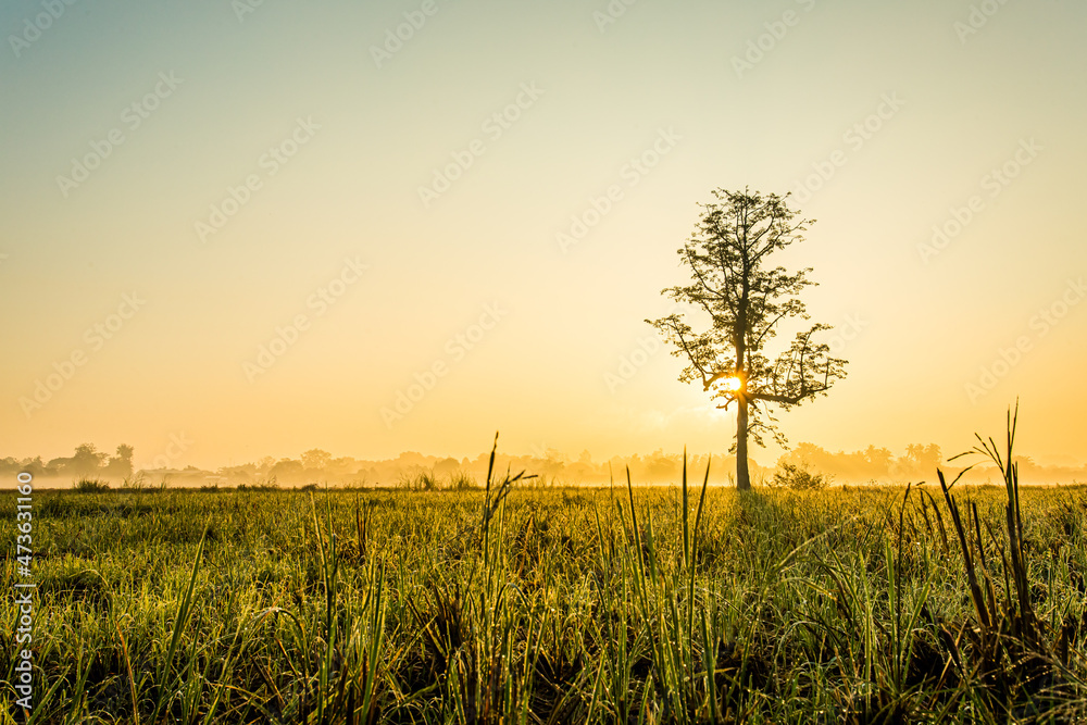 View of silhouette field with sunrise , countryside Chiangmai province Thailand View of silhouette field with sunrise , countryside Chiangmai province Thailand