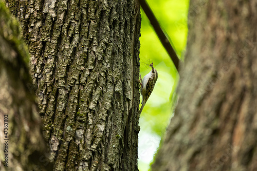 Eurasian treecreeper climbing on the tree. Ornithology in the european forest. Treecreeper feeding young. 