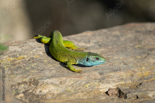 European green lizard bask on the rock. Calm lizard during summer time. European nature. 