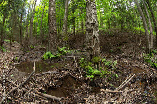 Waterlogged forest in the middle of europe. European nature. Plants in the forest. 