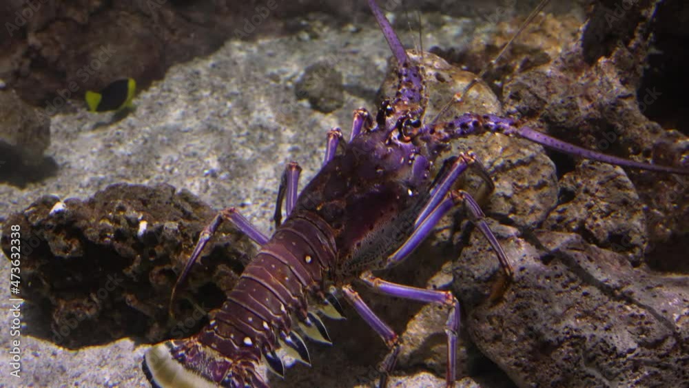 Lobster climbing over rocks underwater in aquarium.