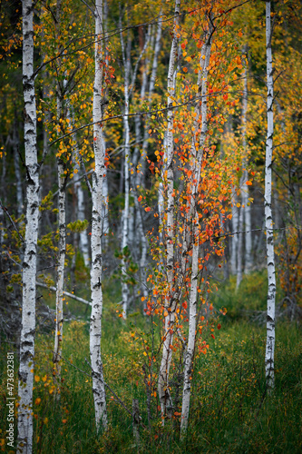 Birch trees withcolored autumn leaves in the Tyresta National Park in Sweden.