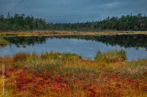 Yellow and red colored mosses with lake and forest in autumn in Tyresta National Park in Sweden.