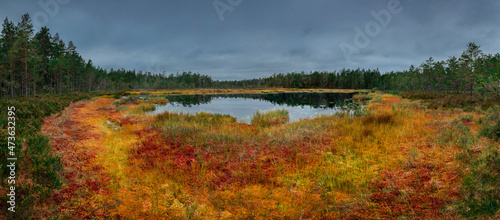 Yellow and red colored mosses with lake and forest in autumn in Tyresta National Park in Sweden.
