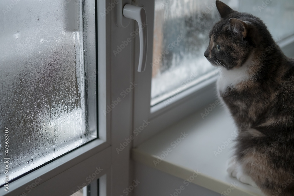 Cat sits on a windowsill and looks into a pvc window with condensation