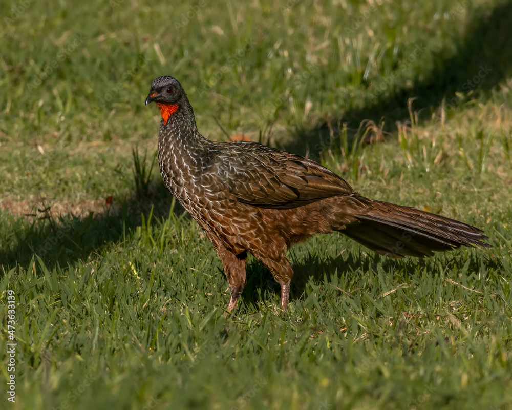 Fototapeta premium A big bird wandering around the lawn