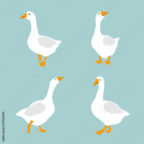 Fototapeta Set of cute white geese. Vector goose illustration
