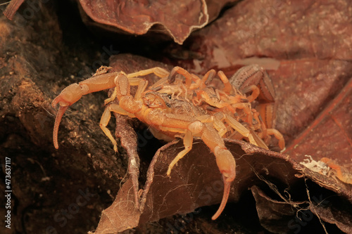 A scorpion mother (Hottentotta hottentotta) is holding her babies to protect them from predator attacks.