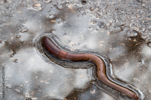 Earthworm on wet asphalt puddle Crassiclitellata closeup after rain