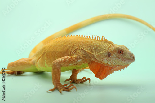 Fototapeta Naklejka Na Ścianę i Meble -  A iguana (Iguana iguana) with an elegant pose.