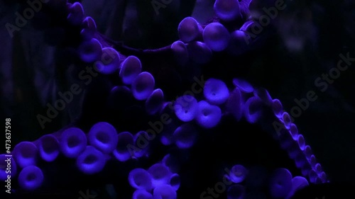 Octopus tentacles up close as it slowly moves in the dark on glass in aquarium. photo