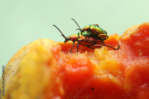 A pair of frog leg beetles mating. This insect has the scientific name Sagra sp.