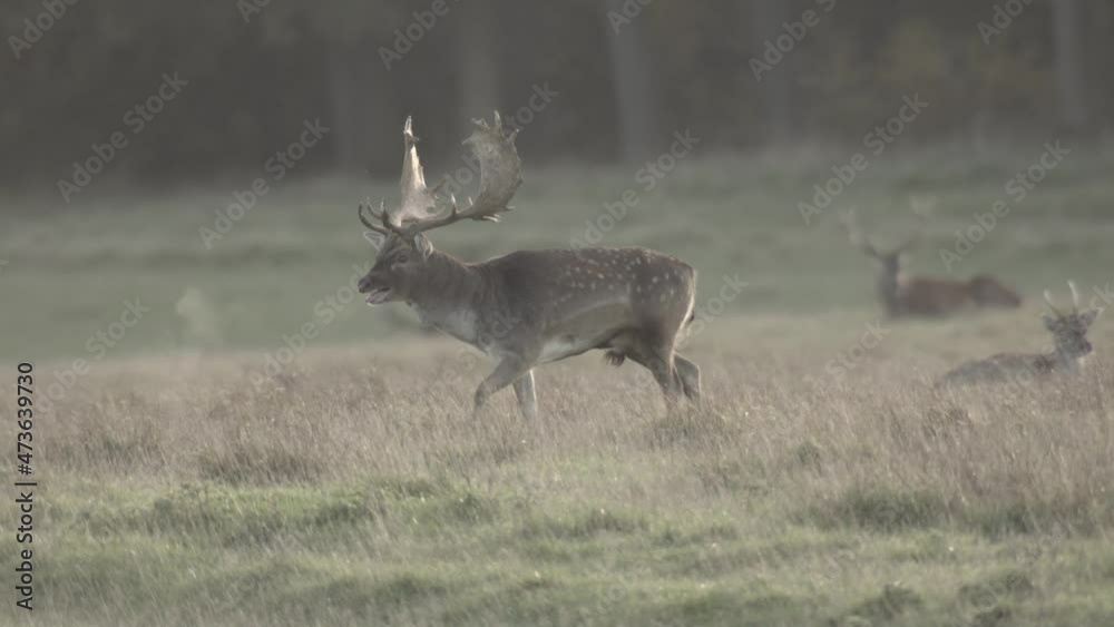 fallow deer rutting season in denmark fallow deer rutting season in denmark