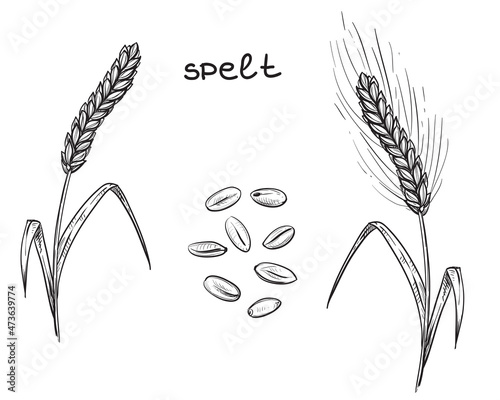Hand drawn sketch black and white of spelt, wheat, grain, leaf. Vector illustration. Elements in graphic style label, card, sticker, menu, package. Engraved style photo