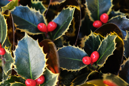 holly leaves close-up