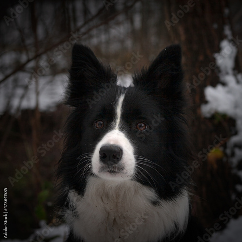 Border Collie jesienny portret