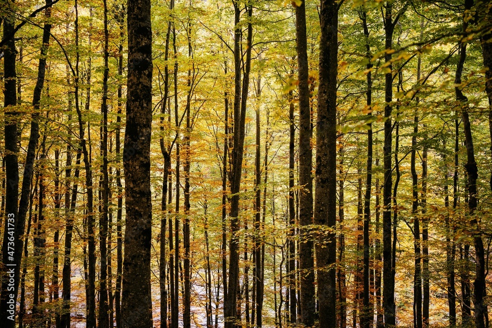 Trees with yellow leaves in a forest at fall Trees with yellow leaves in a forest at fall