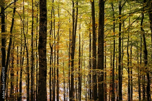 Trees with yellow leaves in a forest at fall photo