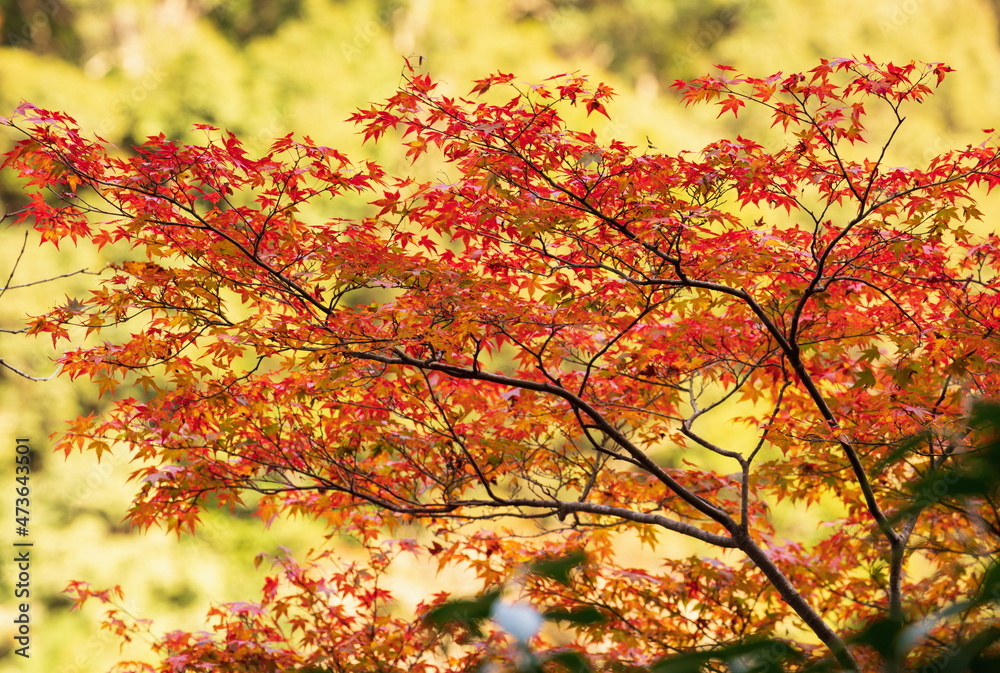 Autumn leaves at oboke gorge , red and orange leaves , miyoshi city, tokushima, Shikoku, Japan Autumn leaves at oboke gorge , red and orange leaves , miyoshi city, tokushima, Shikoku, Japan