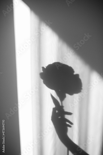 Female hand holding the rose shadow