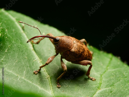 macro shot of a bug © Andreas Hildebrandt