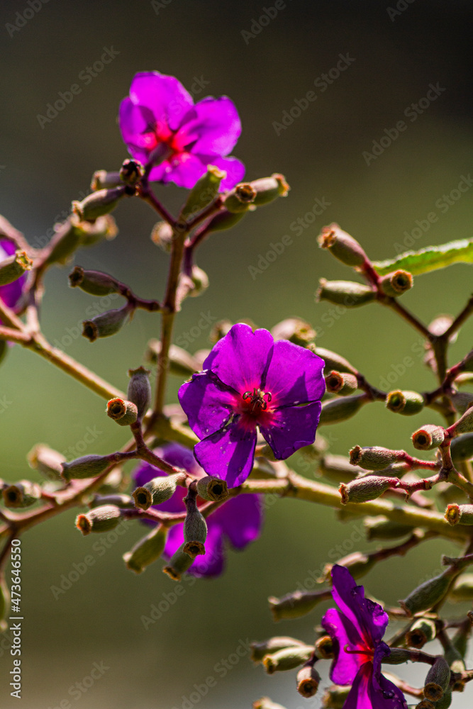 Obraz premium Tibouchina 