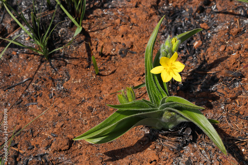 Yellow Star Plant With Vibrant Flower Blossom (Hypoxis hemerocallidea)
