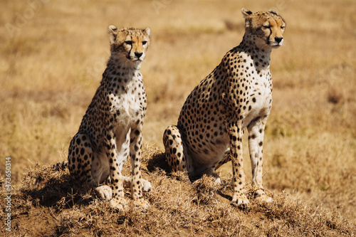 Cheeta in Serengeti photo