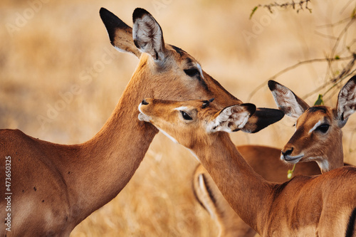 Family of impala animal photo