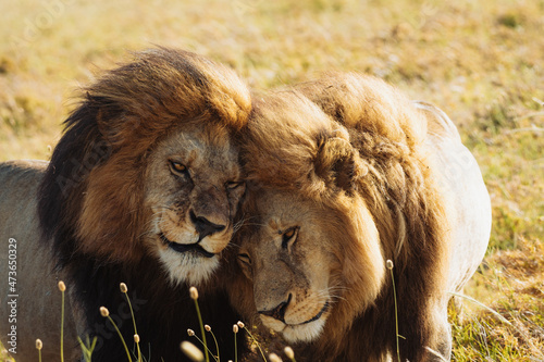 Male lion in wild nature photo
