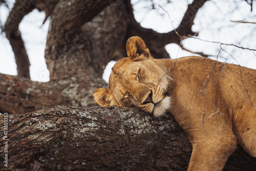 Lion sleeping on a tree