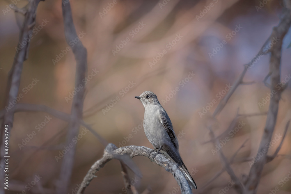 Townsend's Solitaire Myadestes townsendi Perching Townsend's Solitaire Myadestes townsendi Perching