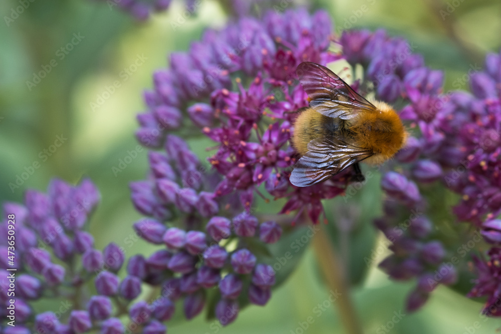 fuzzy insect of purple flower fuzzy insect of purple flower